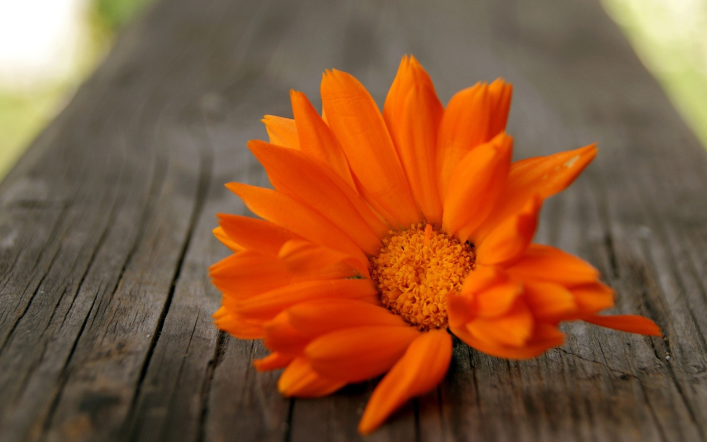 Screenshot №1 pro téma Orange Flower 1440x900