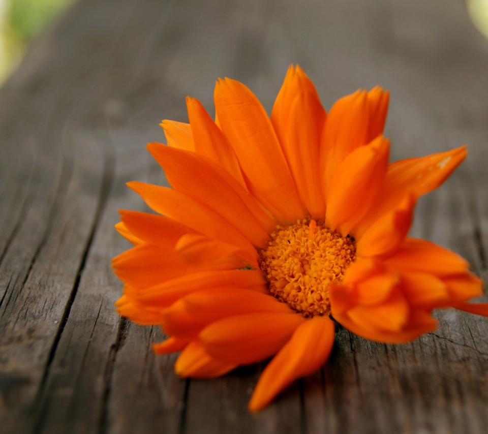 Das Orange Flower Wallpaper 960x854