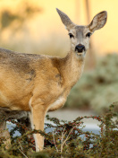 Fondo de pantalla Wildlife Deer 132x176