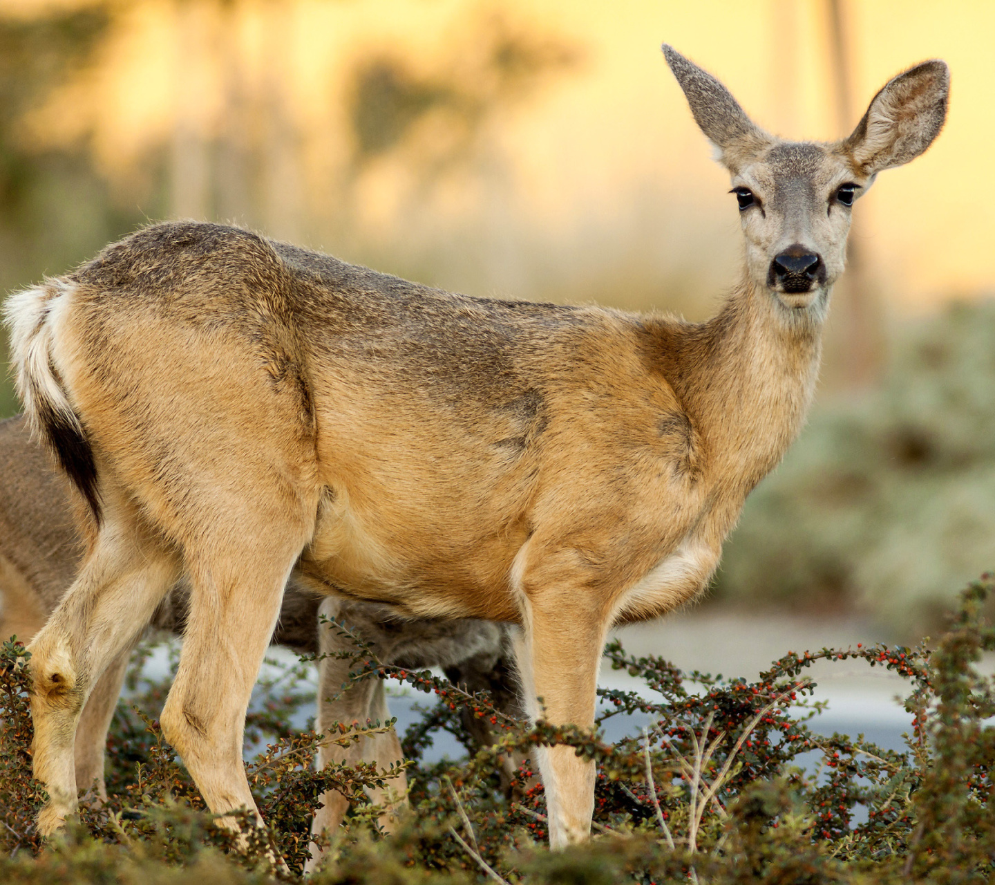 Das Wildlife Deer Wallpaper 1440x1280