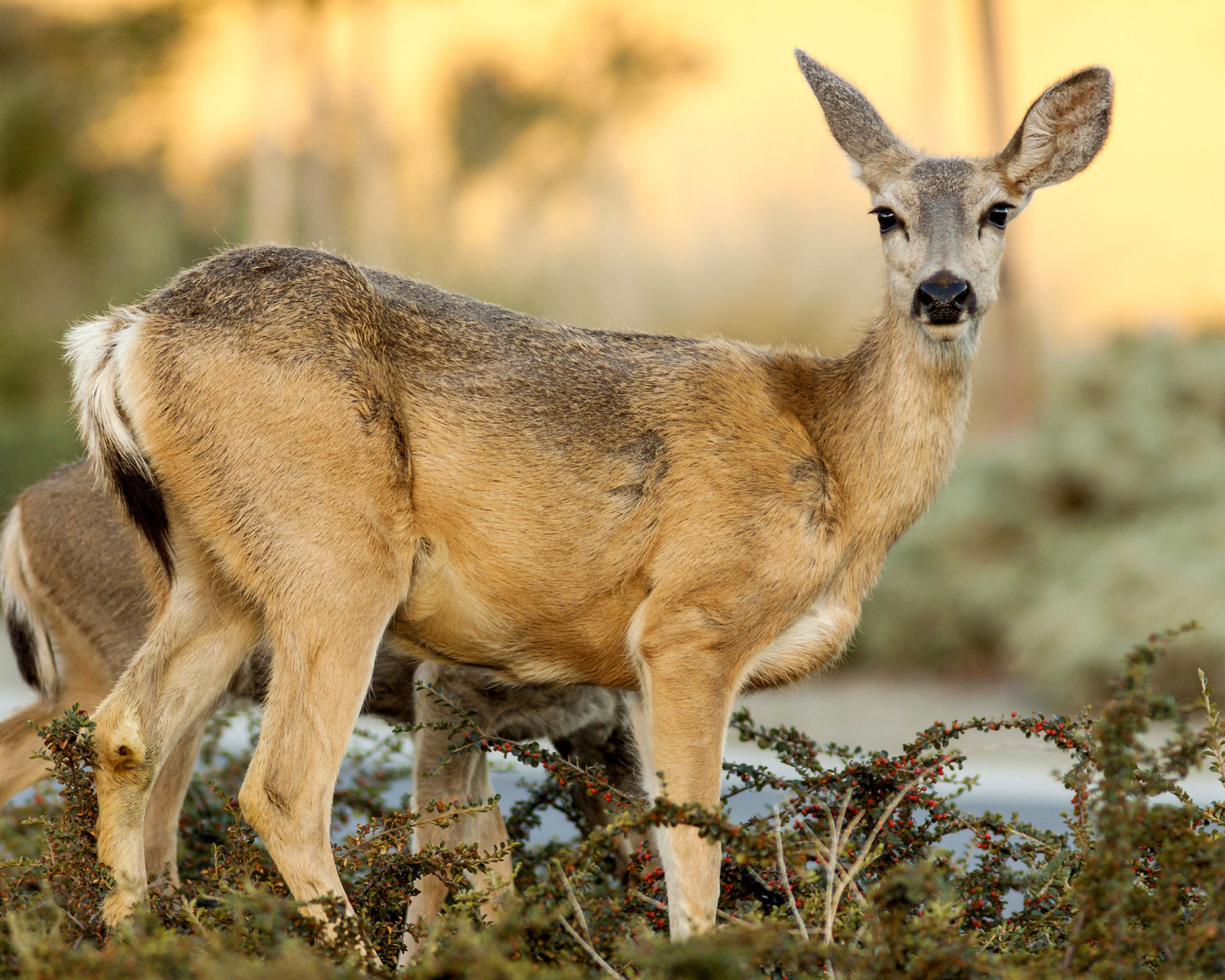 Fondo de pantalla Wildlife Deer 1600x1280