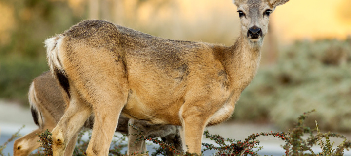 Wildlife Deer screenshot #1 720x320