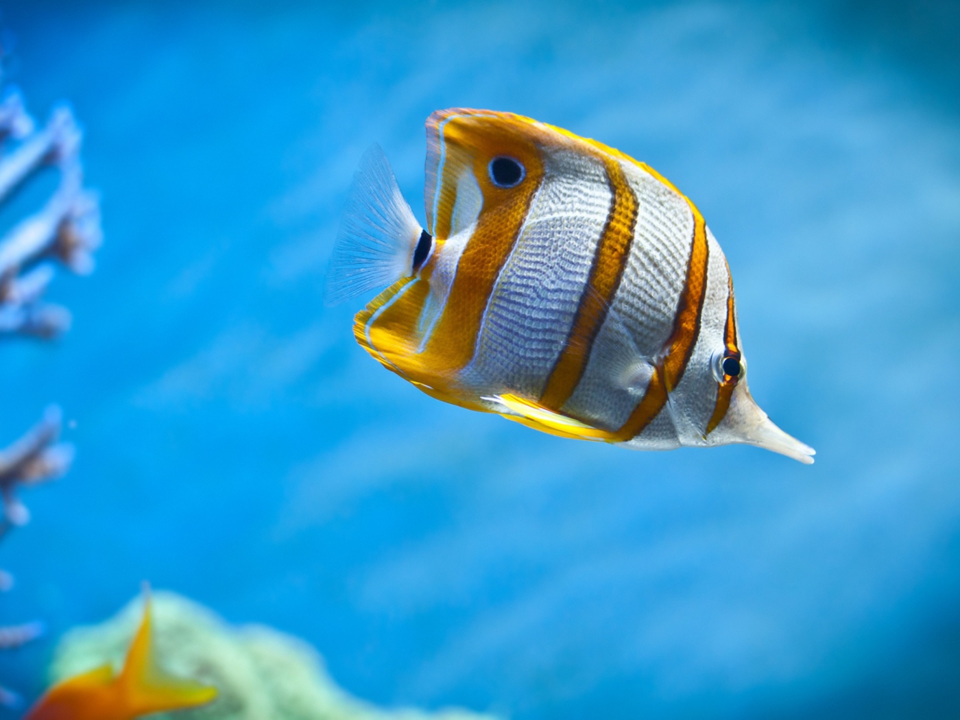 Das Copperband Butterfly Fish Wallpaper 1400x1050