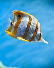 Copperband Butterfly Fish wallpaper 176x220