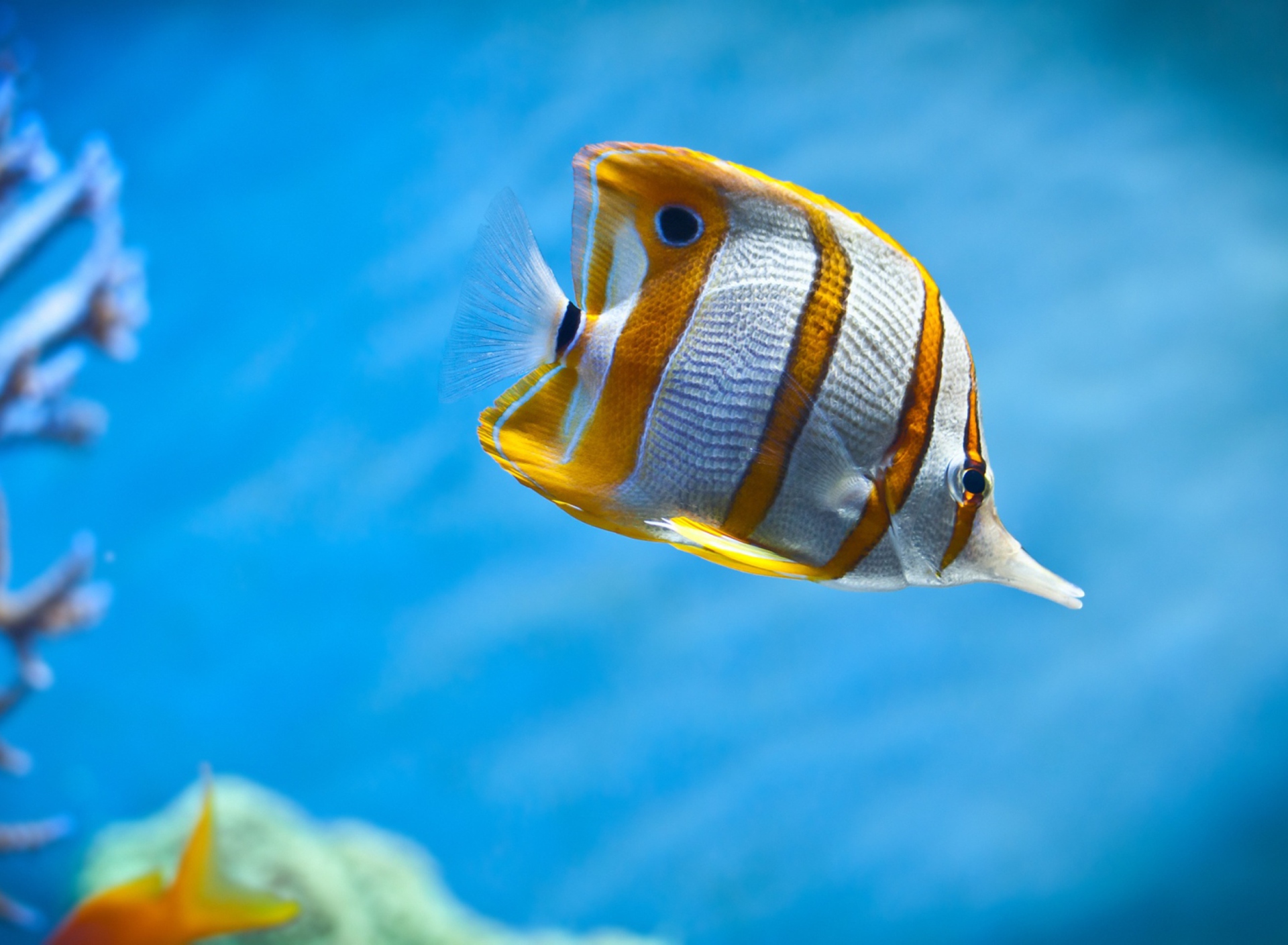 Das Copperband Butterfly Fish Wallpaper 1920x1408