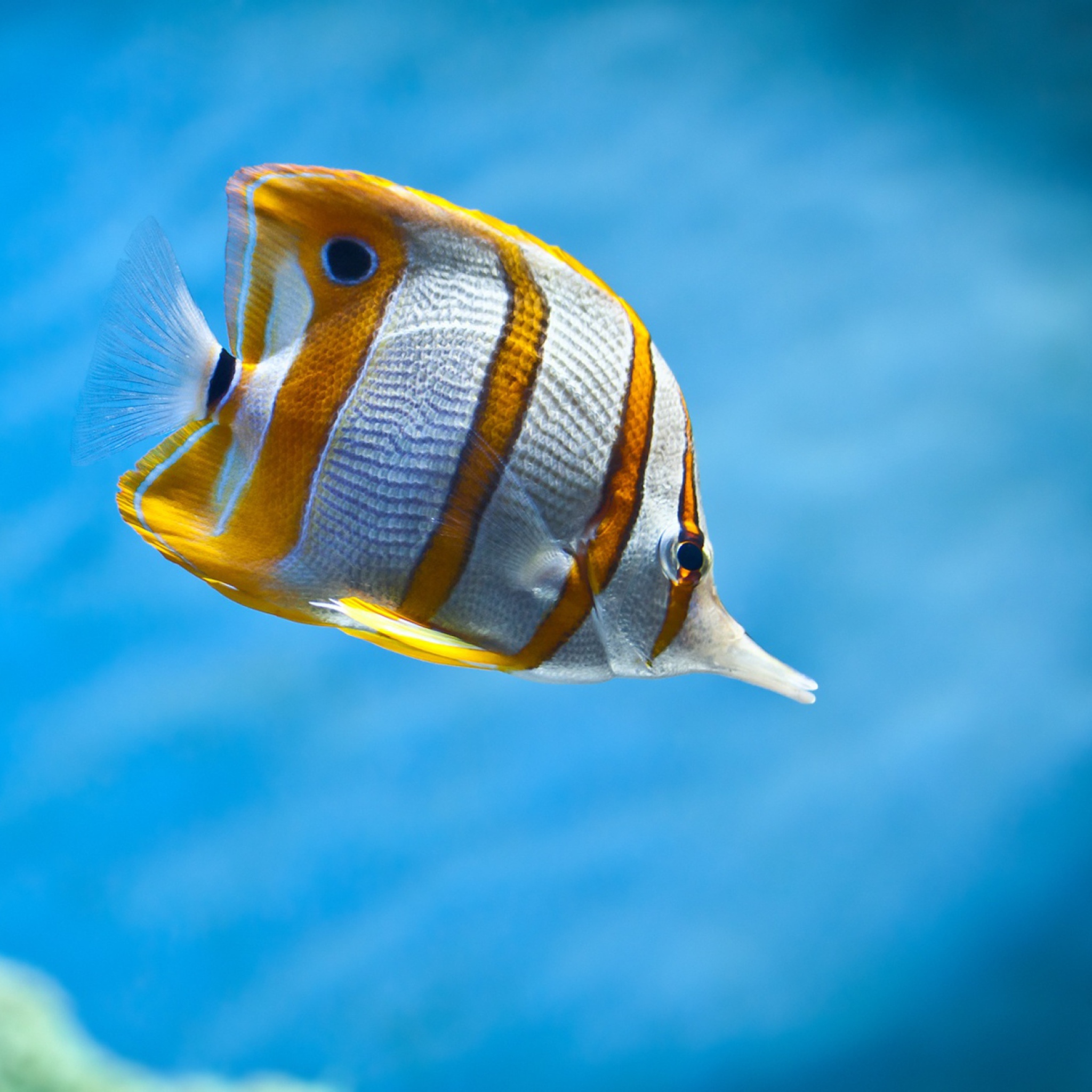 Screenshot №1 pro téma Copperband Butterfly Fish 2048x2048