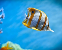 Copperband Butterfly Fish wallpaper 220x176