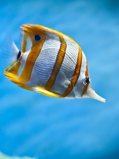 Copperband Butterfly Fish wallpaper 240x320