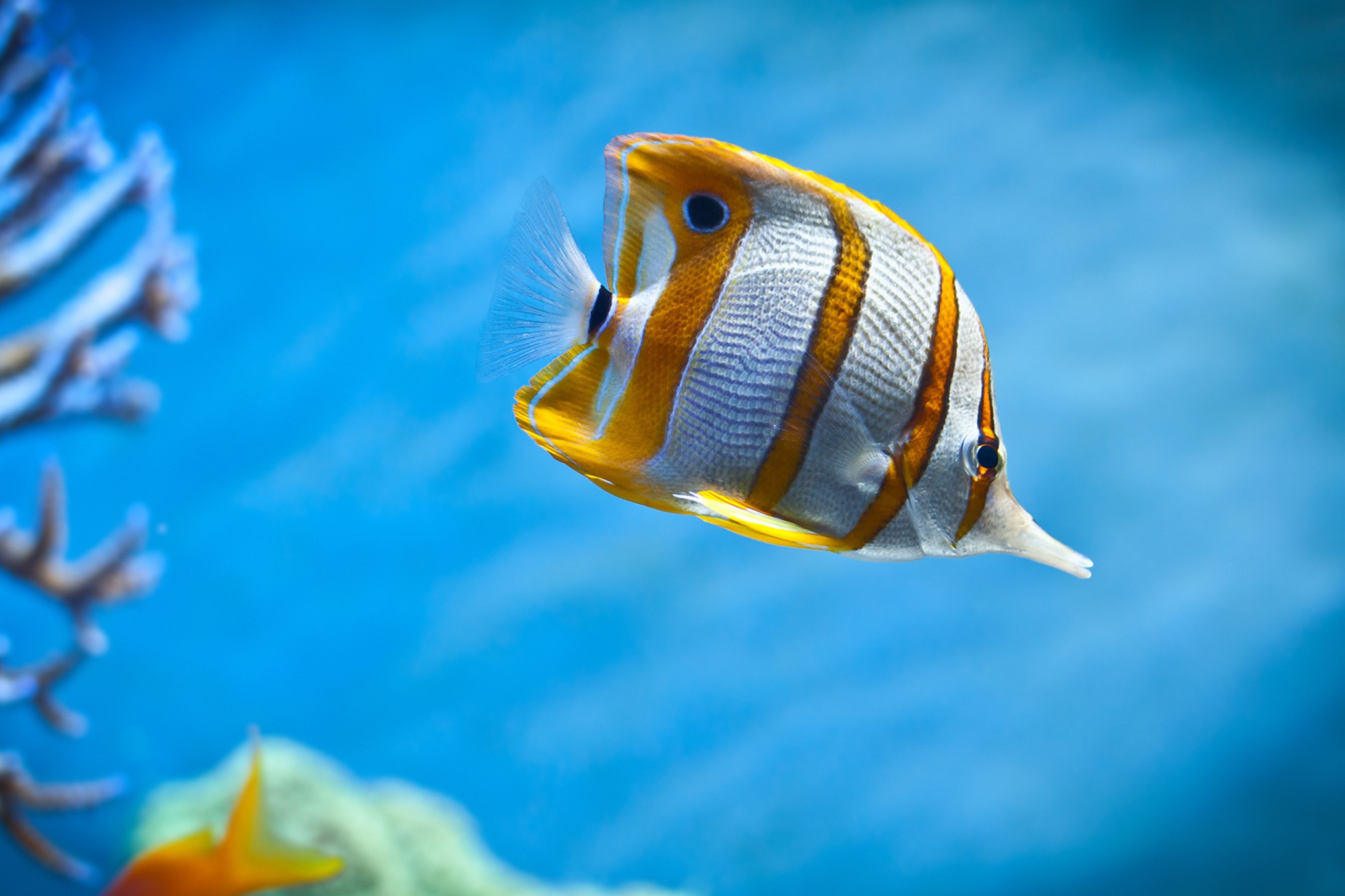 Screenshot №1 pro téma Copperband Butterfly Fish 2880x1920
