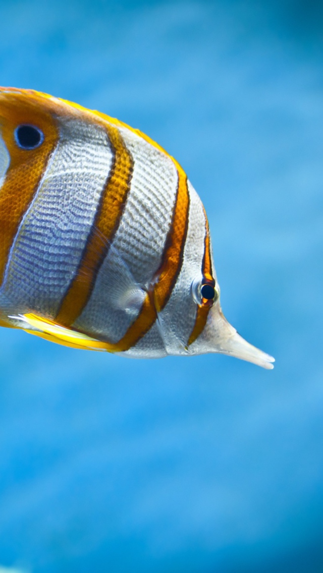 Das Copperband Butterfly Fish Wallpaper 640x1136