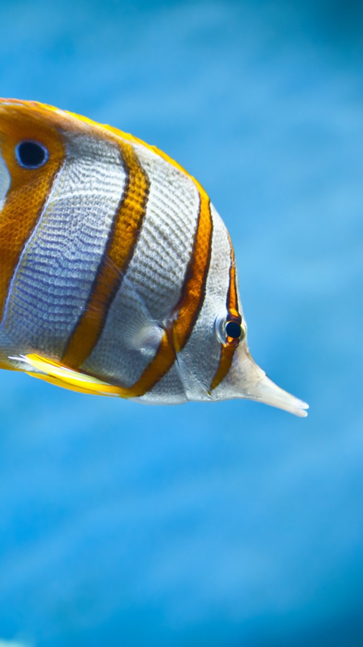 Das Copperband Butterfly Fish Wallpaper 750x1334