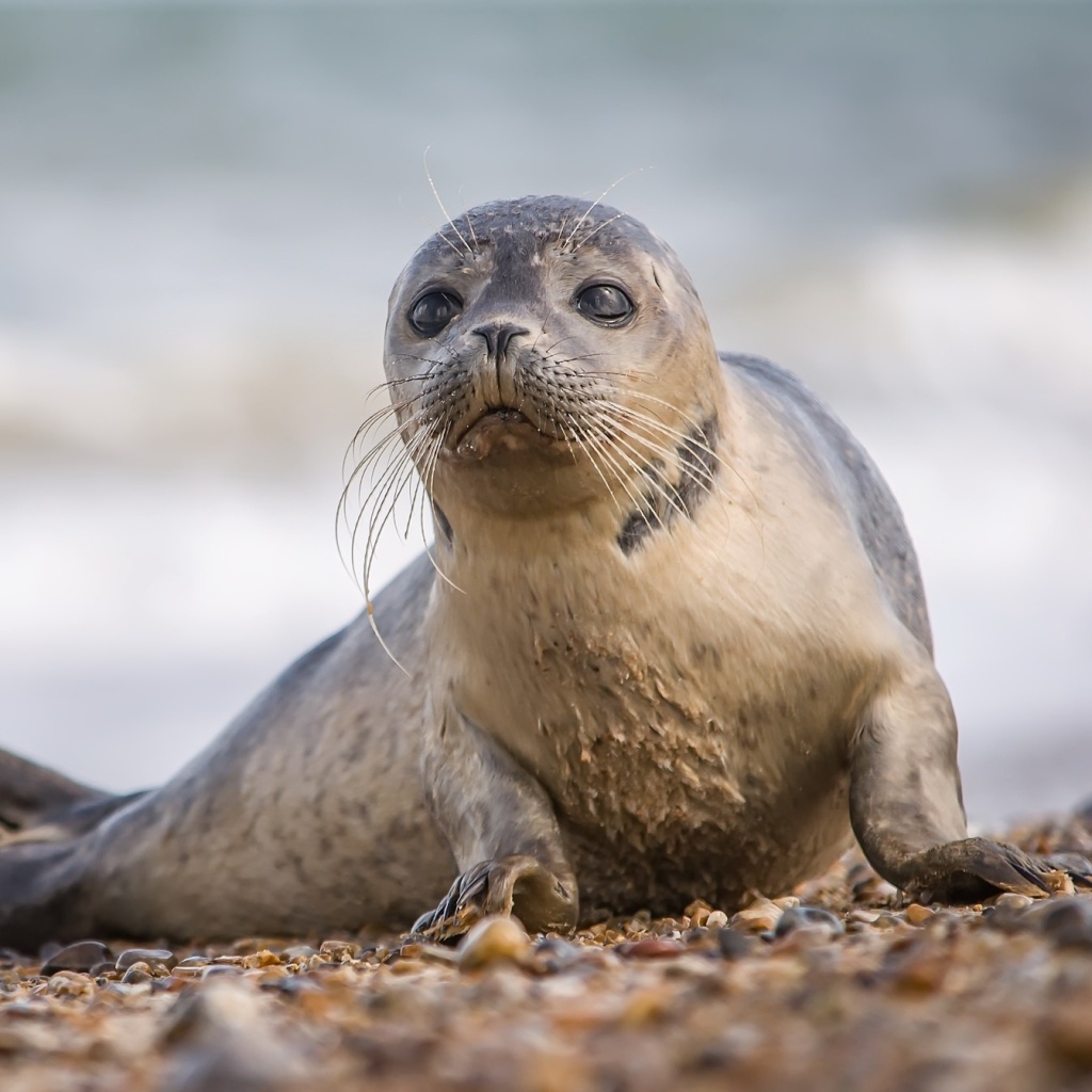 Seal on Coast screenshot #1 1024x1024