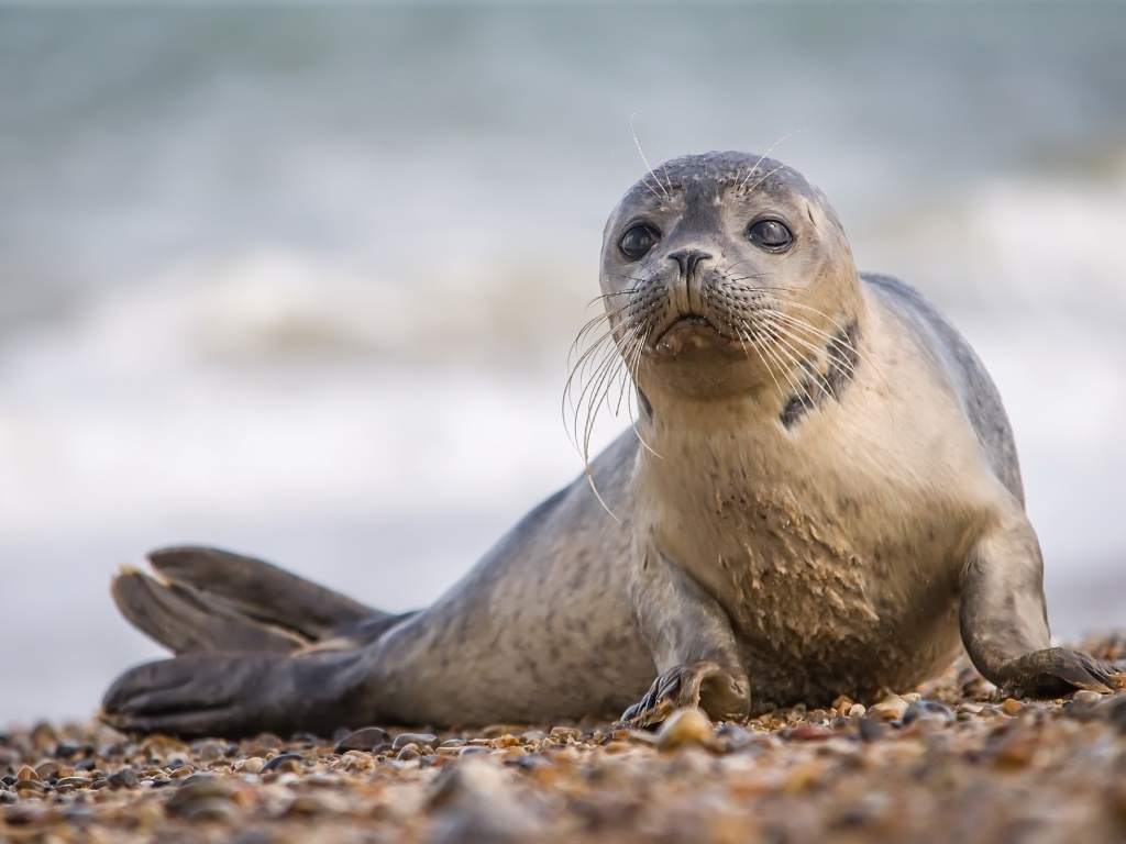 Seal on Coast wallpaper 1024x768