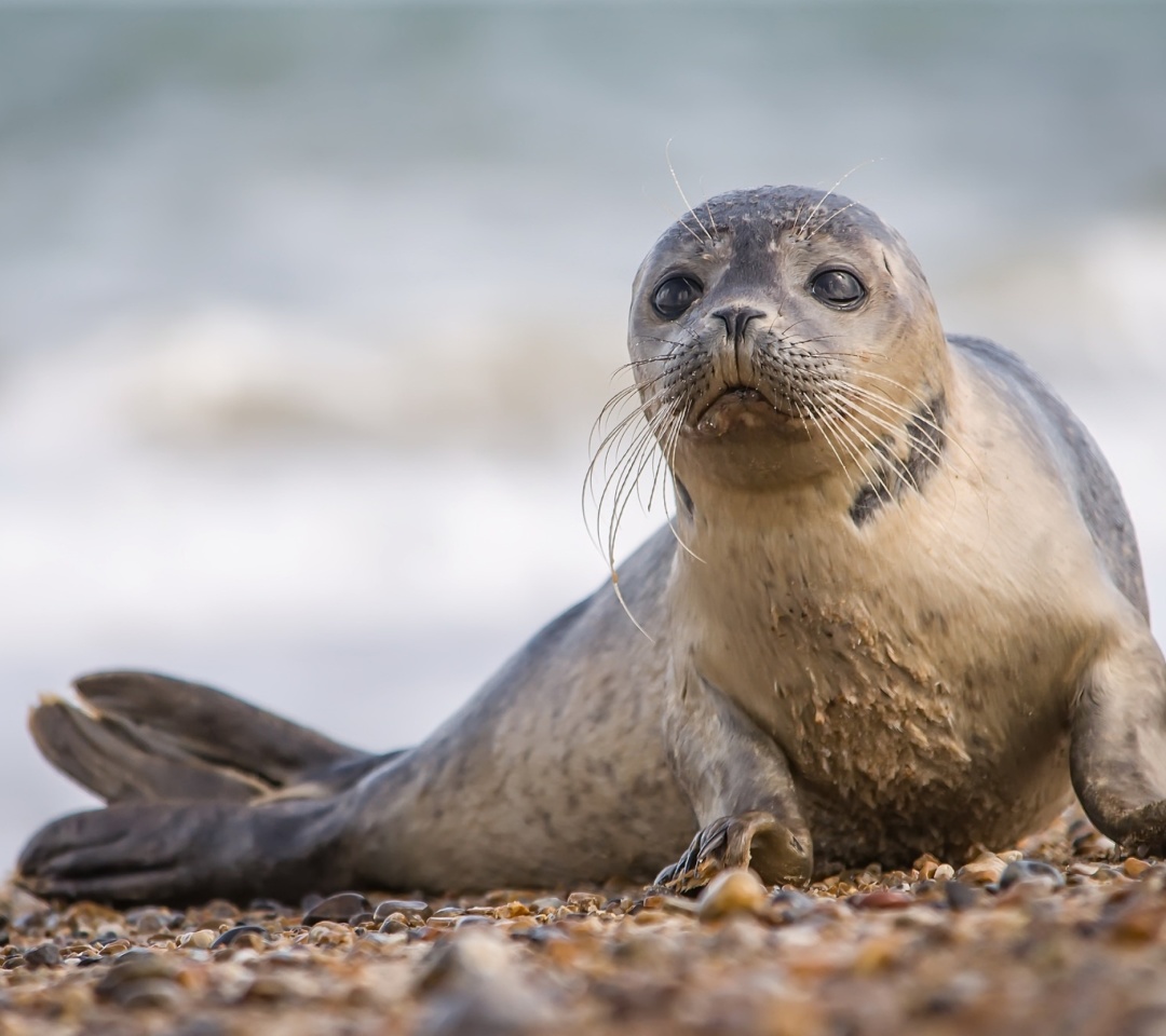 Обои Seal on Coast 1080x960