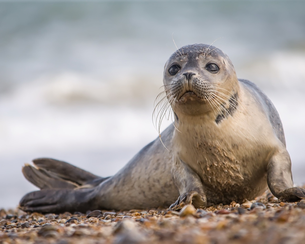 Seal on Coast wallpaper 1280x1024