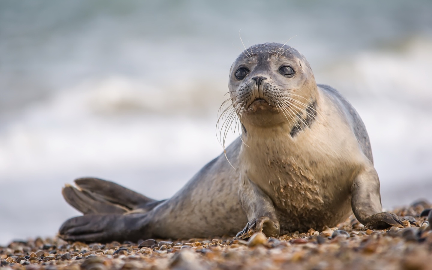 Обои Seal on Coast 1440x900