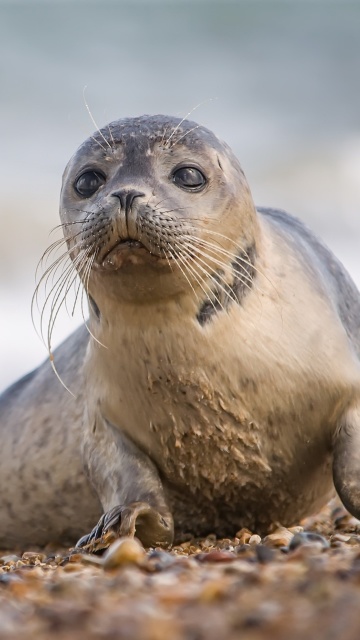 Обои Seal on Coast 360x640