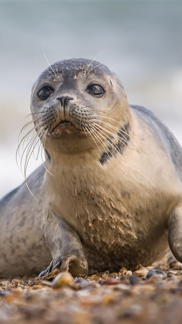 Обои Seal on Coast 640x1136