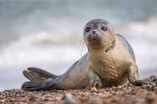 Free Seal on Coast Picture for Android, iPhone and iPad