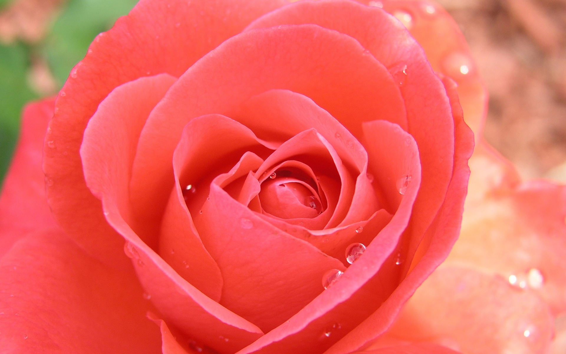 Screenshot №1 pro téma Gorgeous Rose 1920x1200