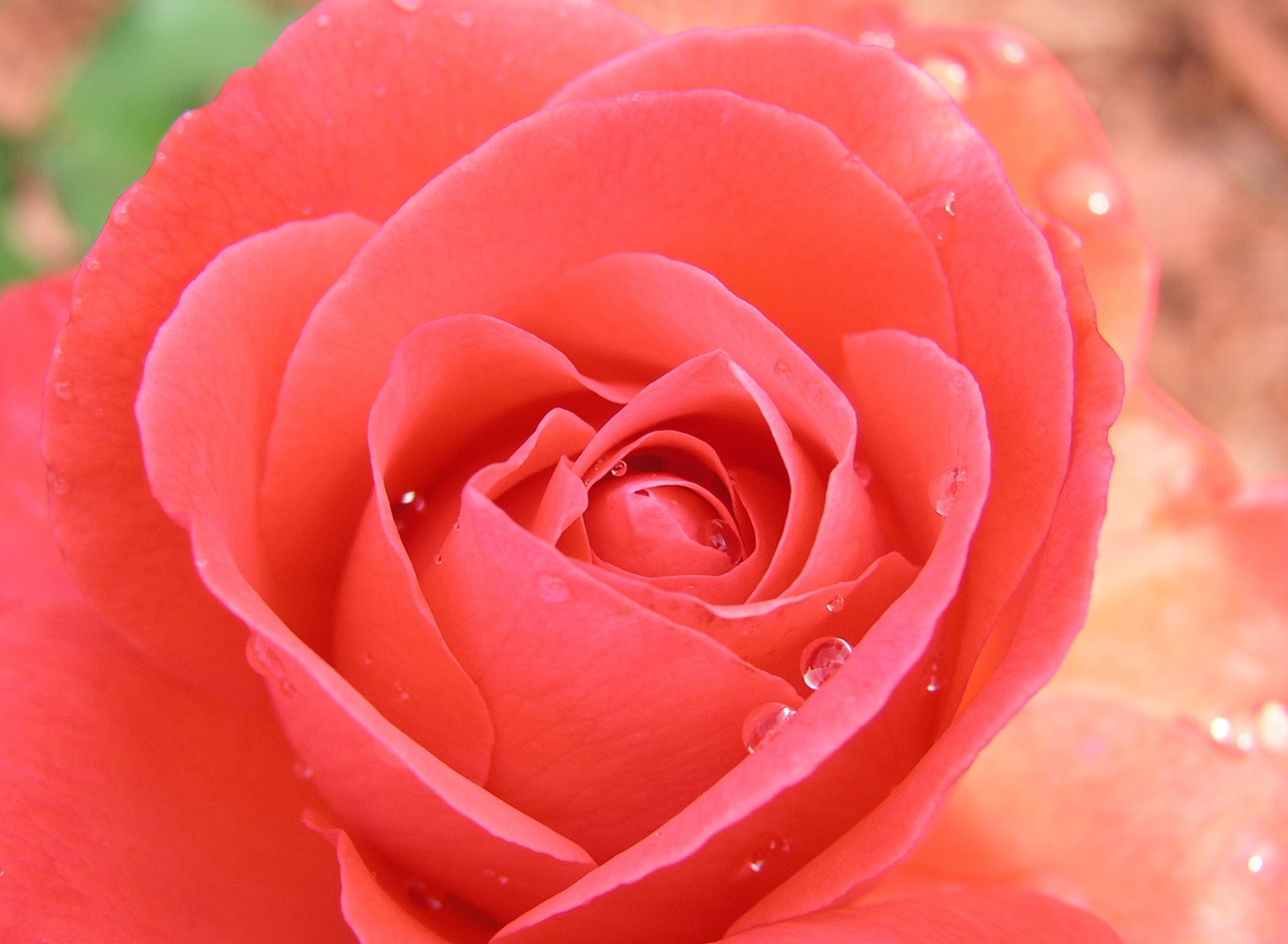 Screenshot №1 pro téma Gorgeous Rose 1920x1408