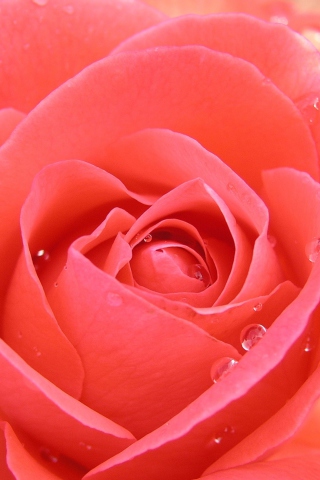 Gorgeous Rose screenshot #1 320x480