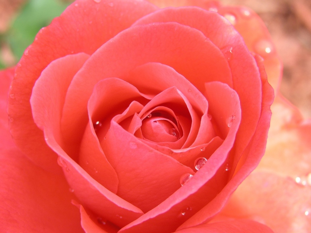 Screenshot №1 pro téma Gorgeous Rose 640x480