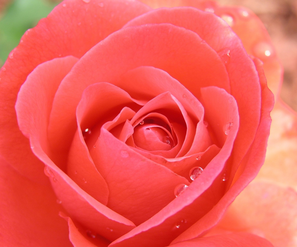 Screenshot №1 pro téma Gorgeous Rose 960x800