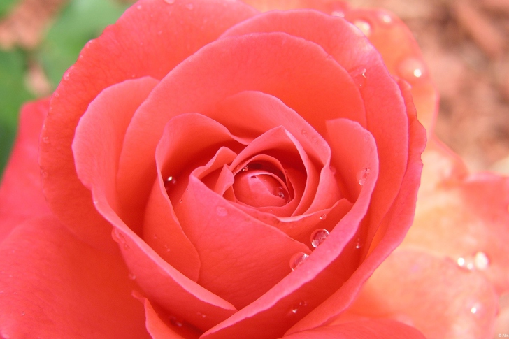 Sfondi Gorgeous Rose