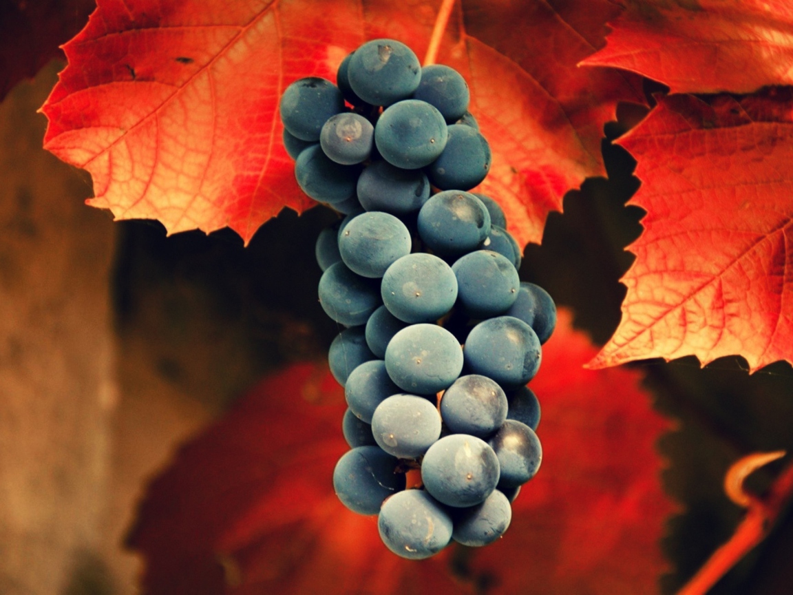 Screenshot №1 pro téma Grapes 1152x864