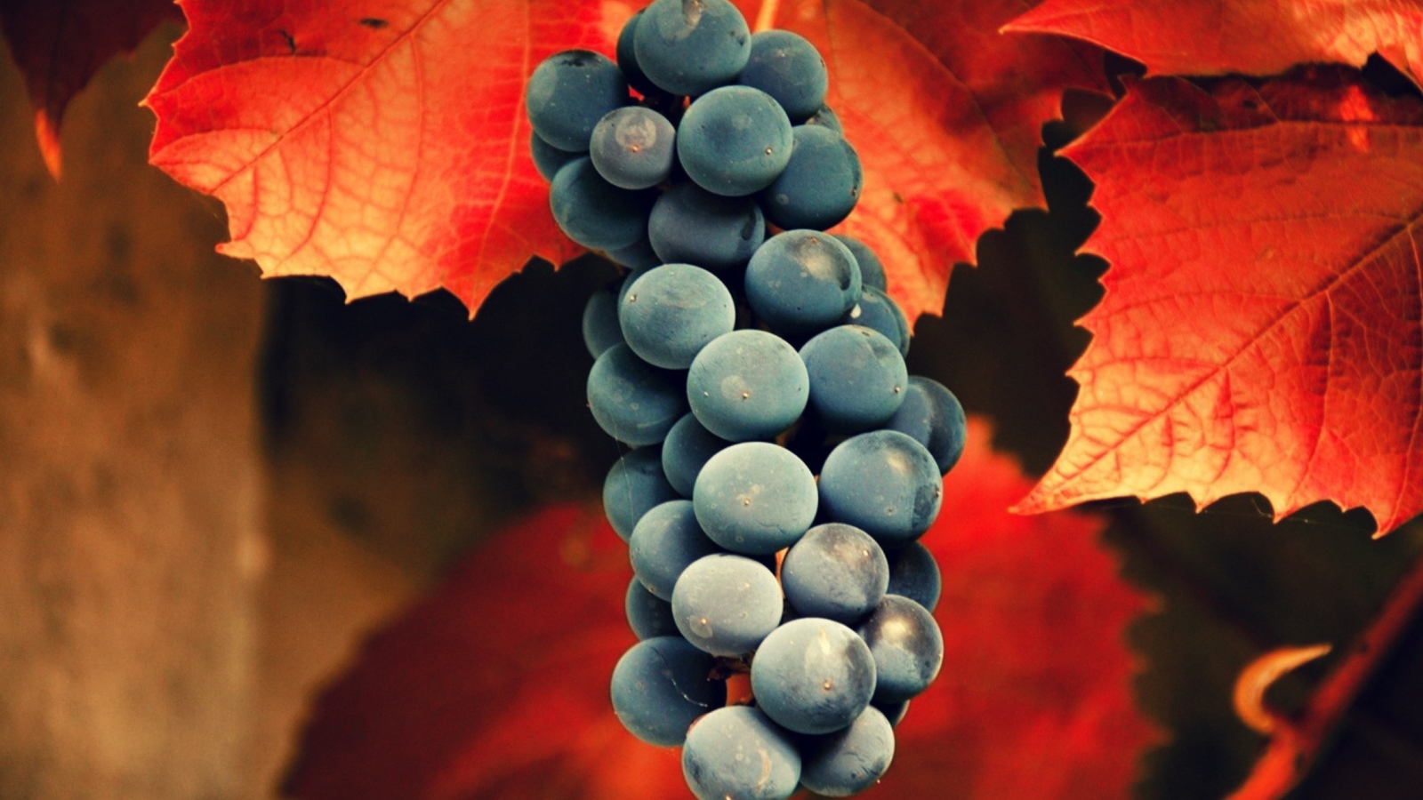 Screenshot №1 pro téma Grapes 1600x900