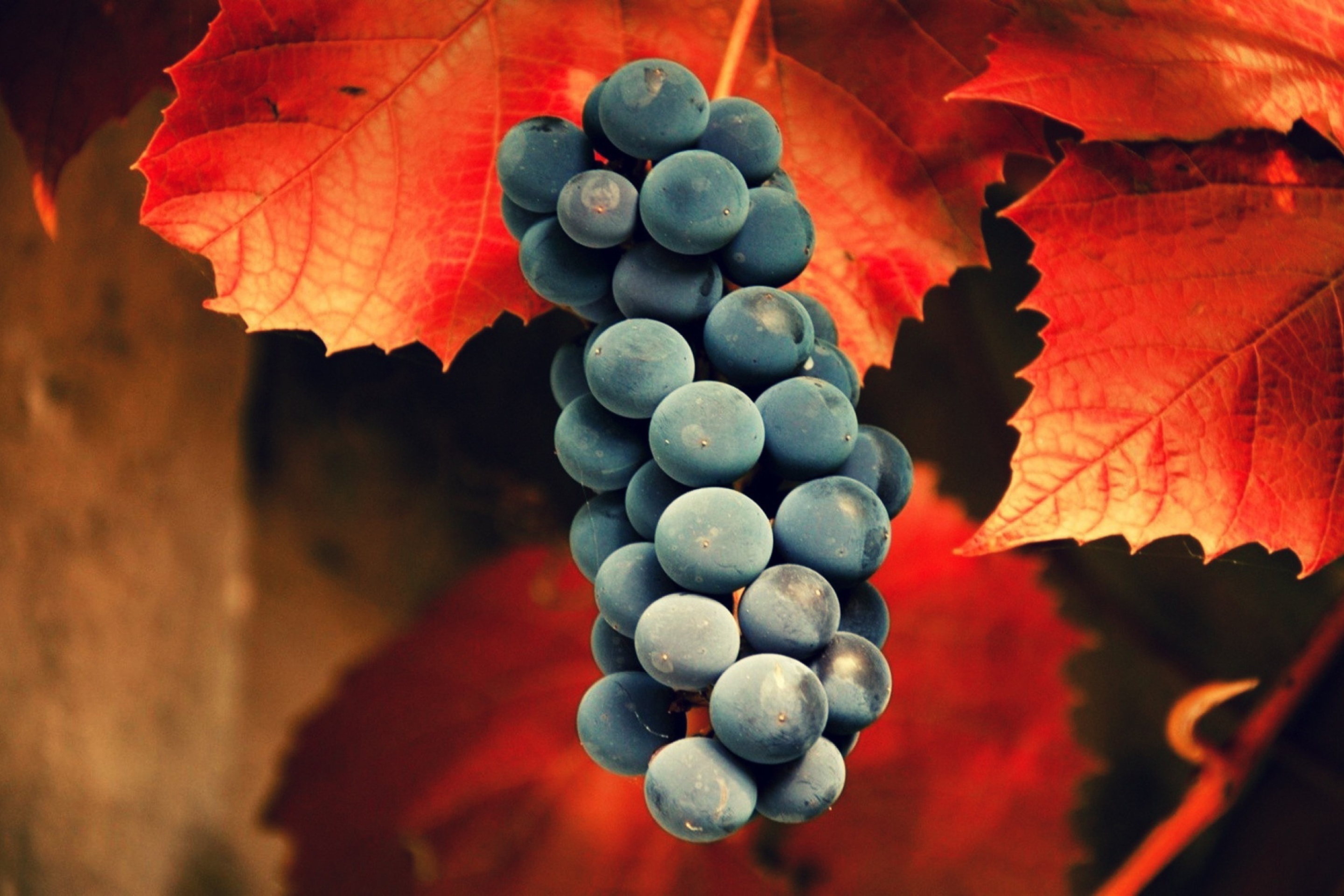 Screenshot №1 pro téma Grapes 2880x1920