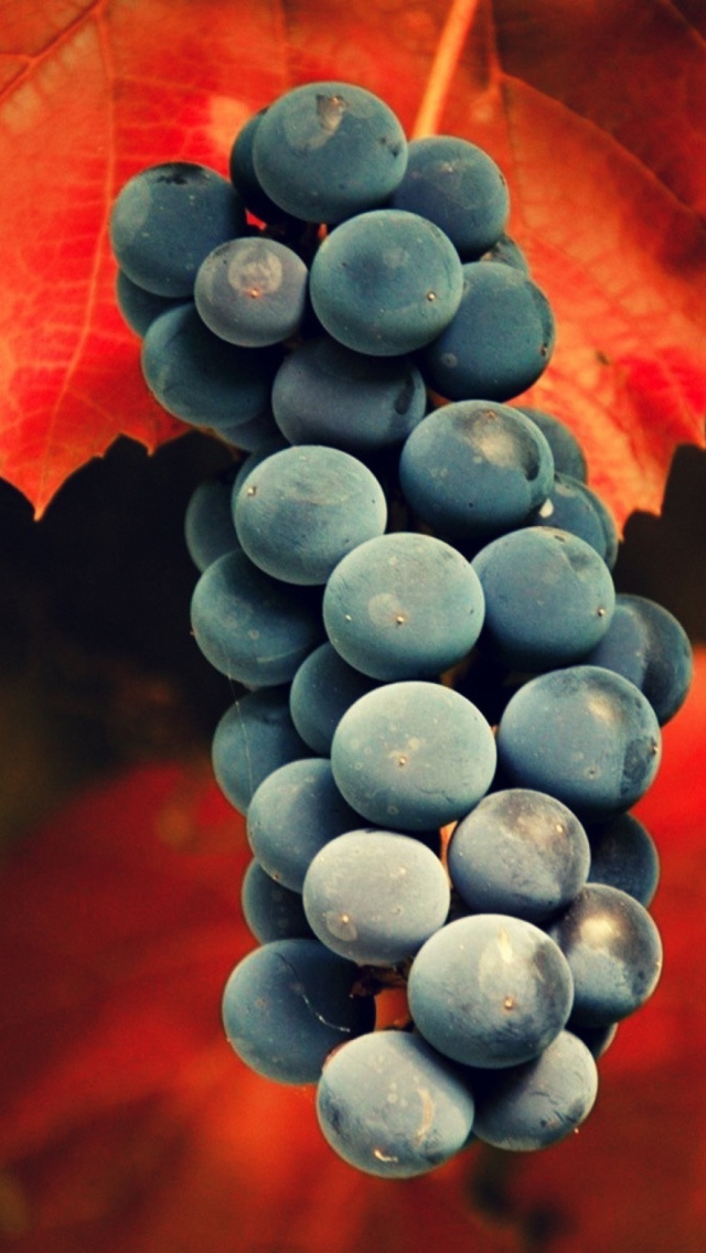 Screenshot №1 pro téma Grapes 640x1136