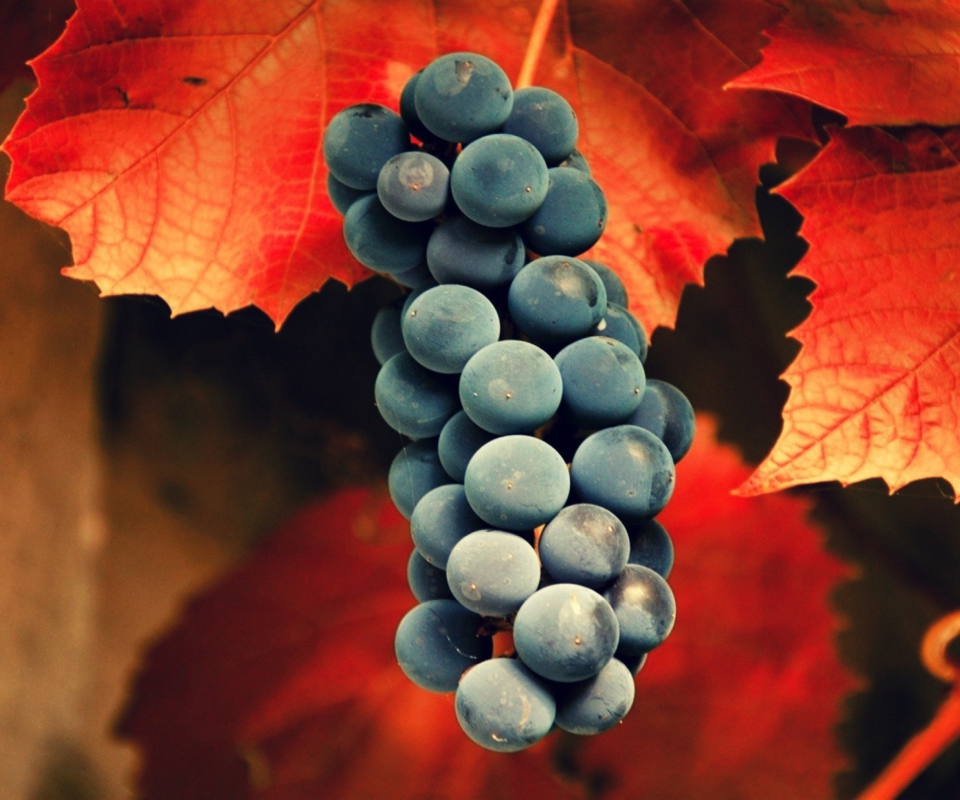 Das Grapes Wallpaper 960x800