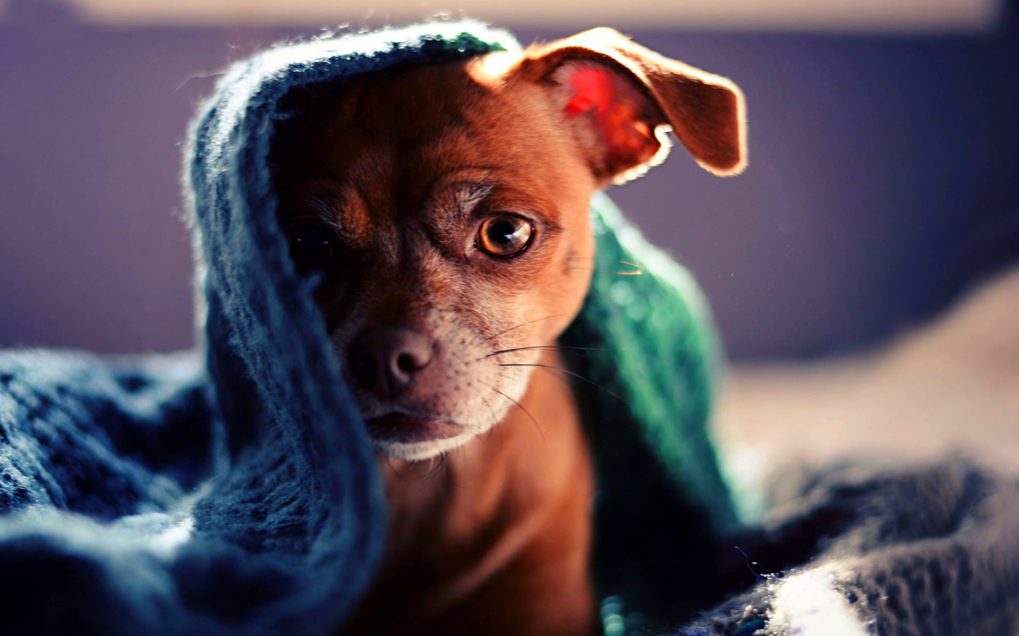 Screenshot №1 pro téma Puppy Under Scarf 1440x900