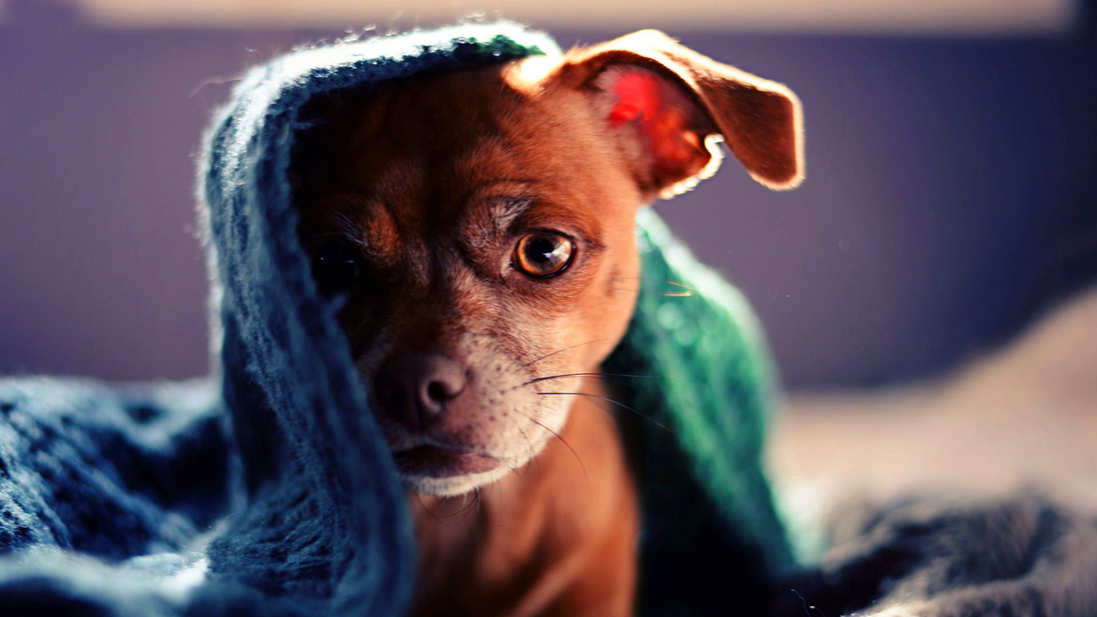 Screenshot №1 pro téma Puppy Under Scarf 1600x900