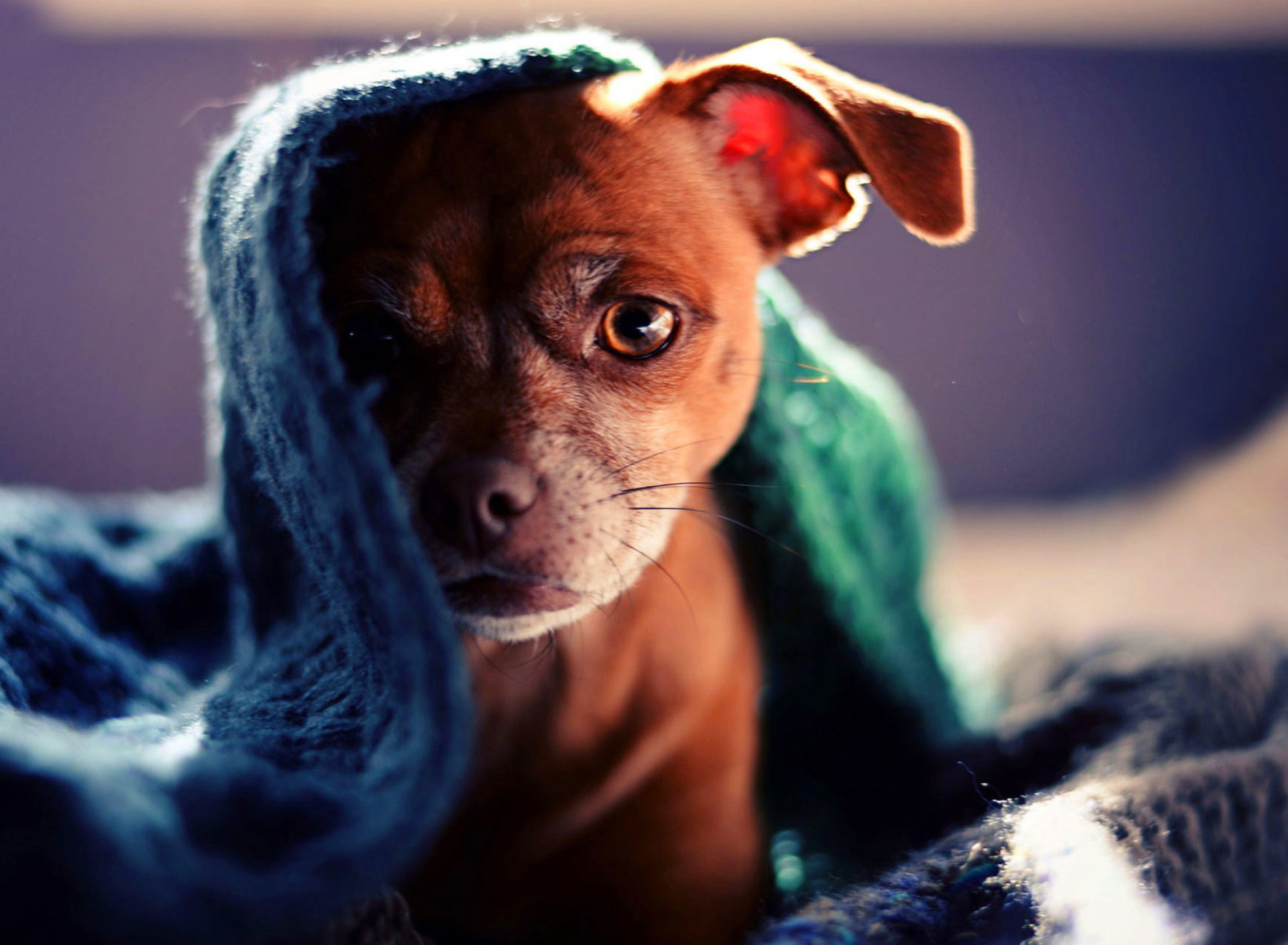 Das Puppy Under Scarf Wallpaper 1920x1408