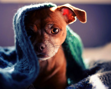 Fondo de pantalla Puppy Under Scarf 220x176