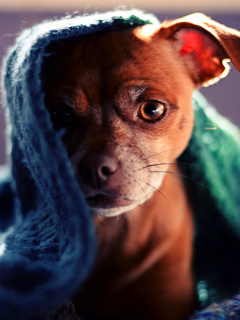 Screenshot №1 pro téma Puppy Under Scarf 240x320