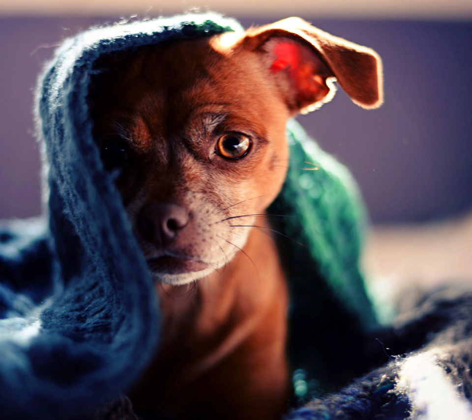 Screenshot №1 pro téma Puppy Under Scarf 960x854