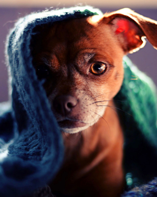 Puppy Under Scarf - Obrázkek zdarma pro 320x480