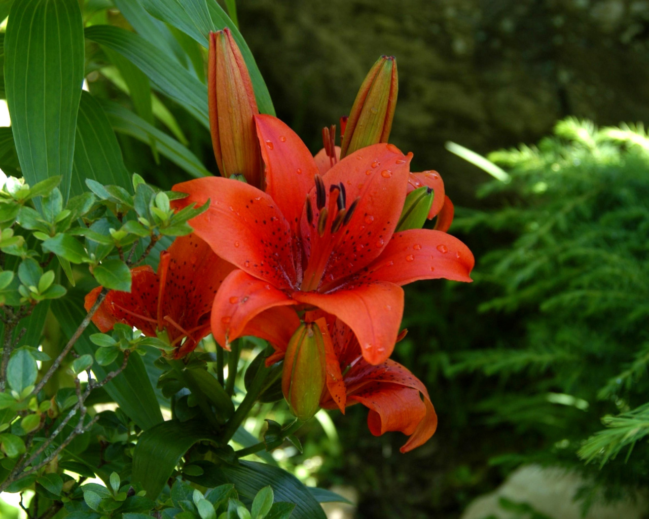 Das Red Lilies Wallpaper 1280x1024