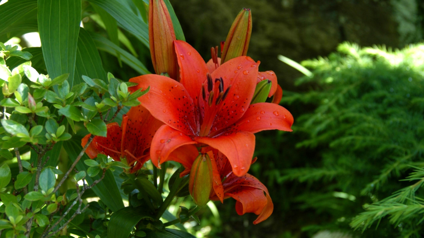 Red Lilies wallpaper 1366x768