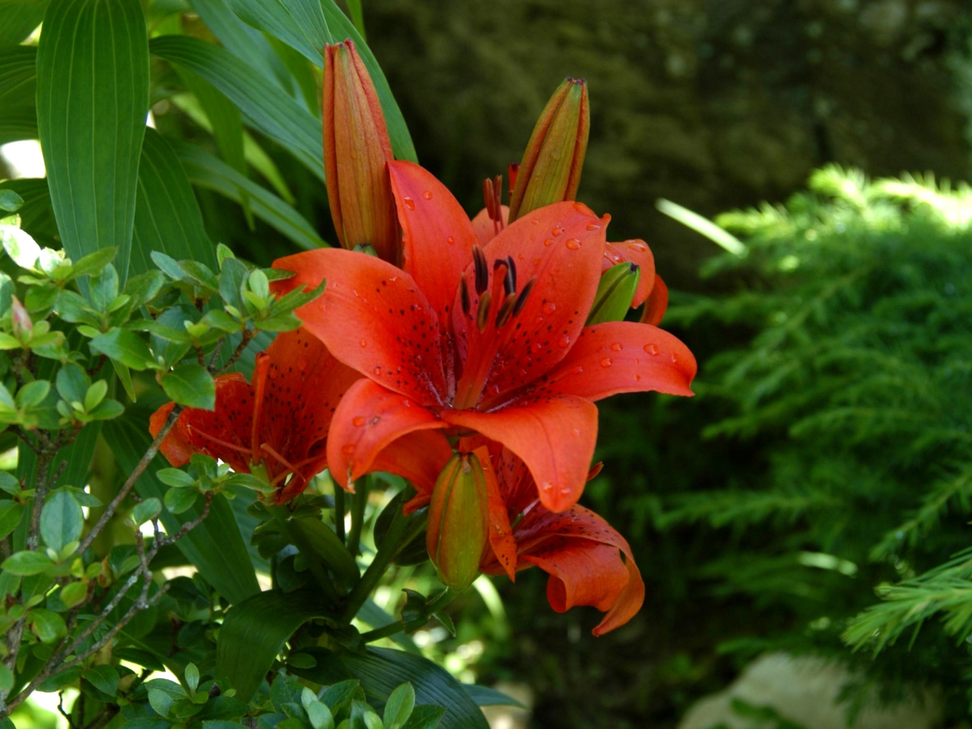 Red Lilies wallpaper 1400x1050