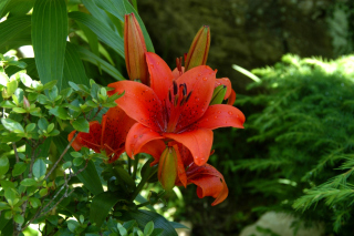 Red Lilies Picture for Android, iPhone and iPad