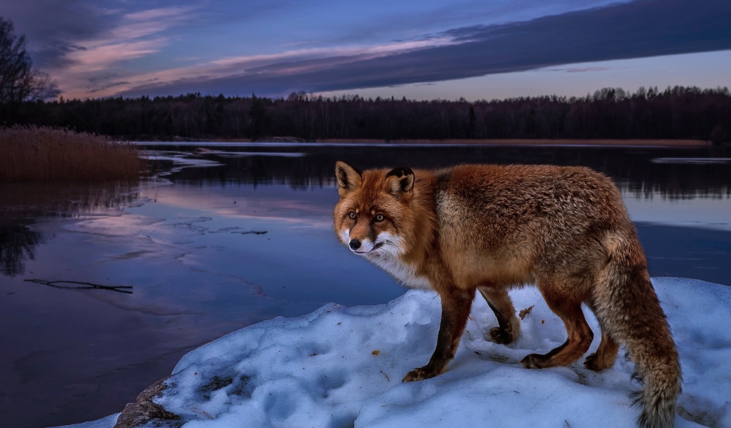 Sfondi Fox In Snowy Forest 1024x600
