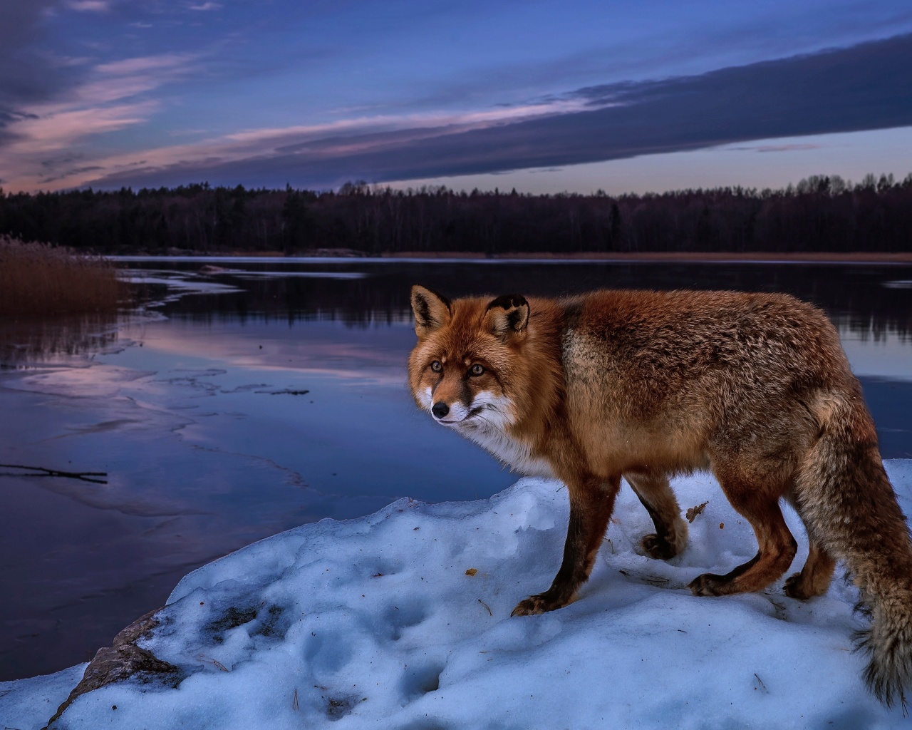 Обои Fox In Snowy Forest 1280x1024