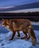 Fox In Snowy Forest wallpaper 128x160
