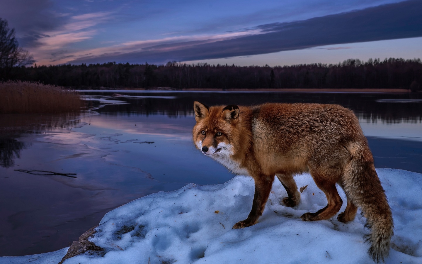 Das Fox In Snowy Forest Wallpaper 1440x900