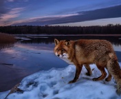 Sfondi Fox In Snowy Forest 176x144